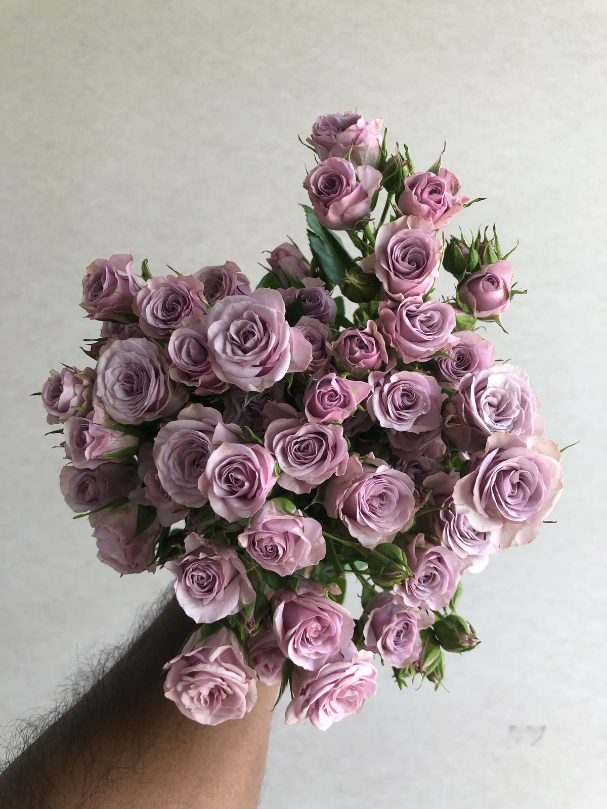 Pretty Peonies