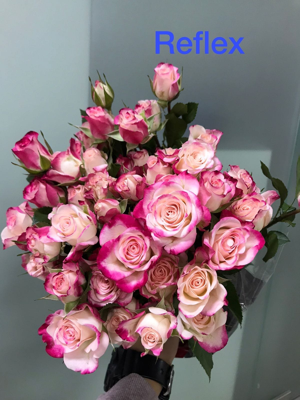 Sweet Darling - Baby Roses