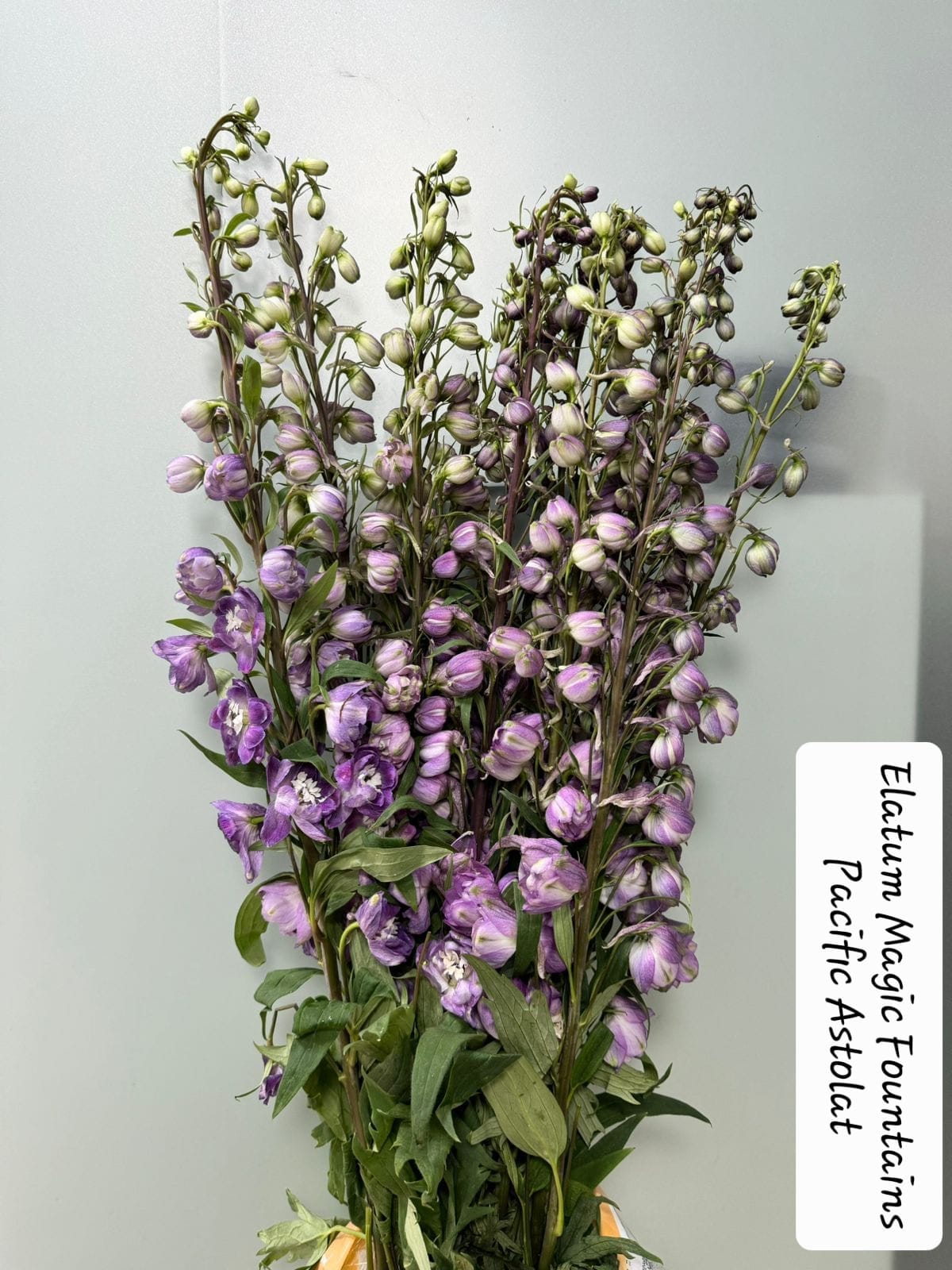 Adorable - Mixed Bouquet