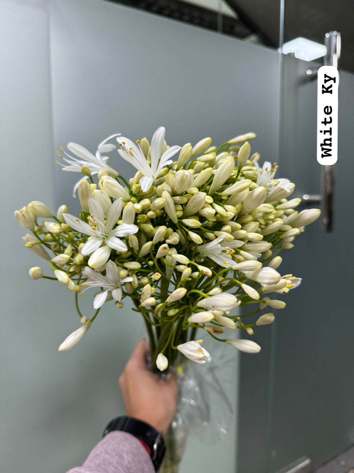 51 Peonies