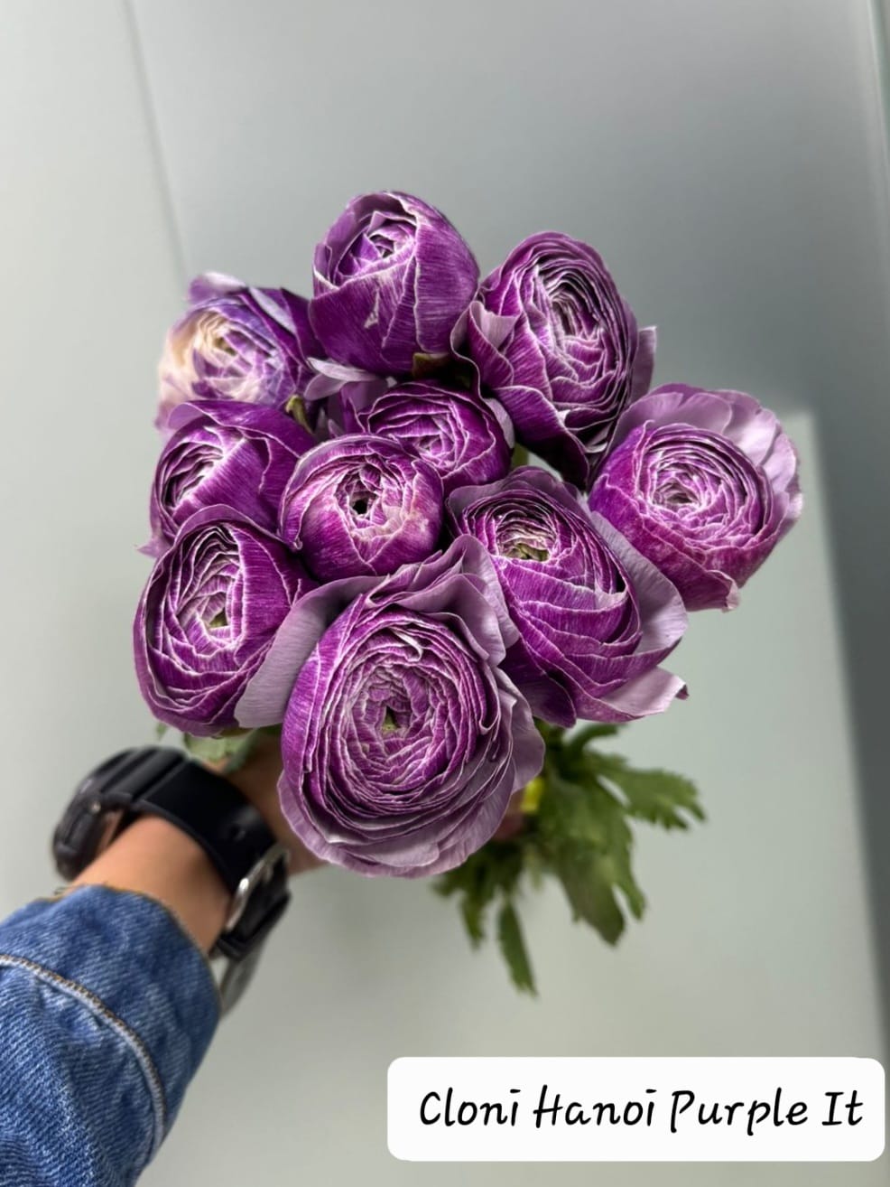 Pretty Peonies