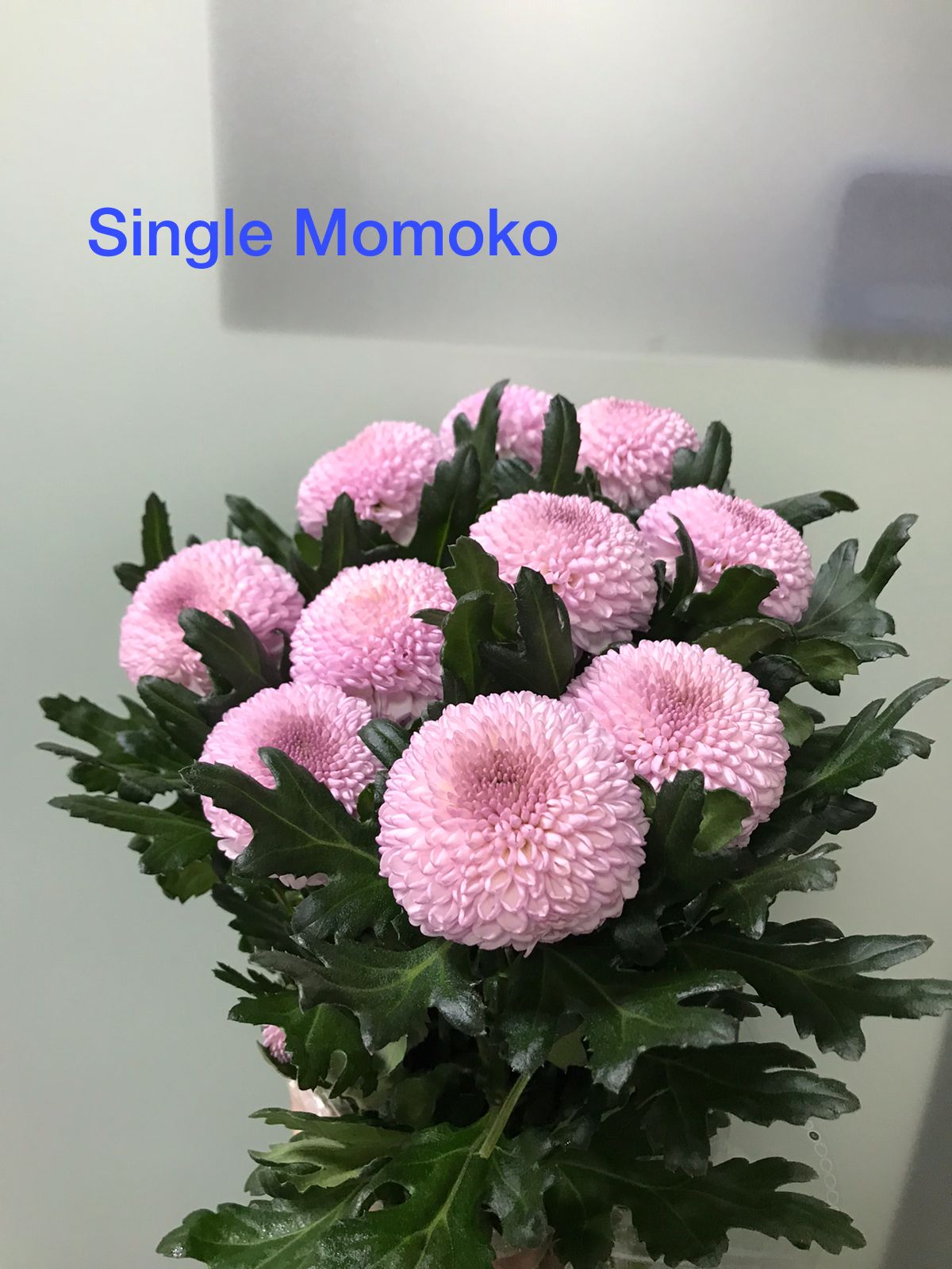 Delightful - Mixed Bouquet