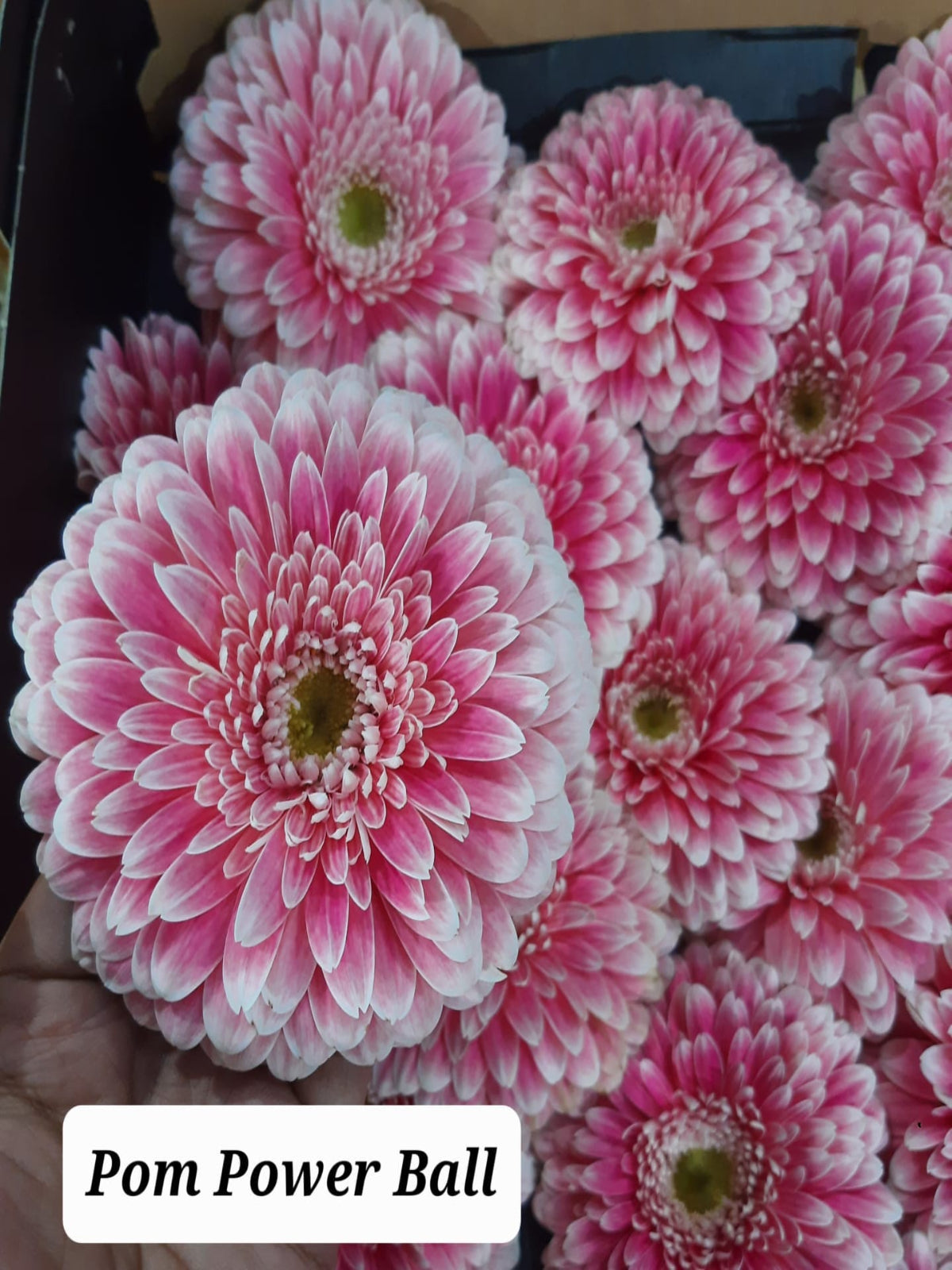 Pink Meadow - Flower Basket